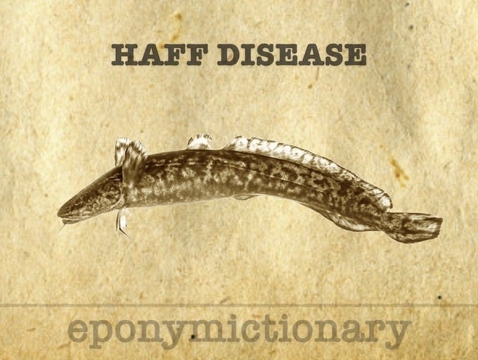 HAFF disease 340
