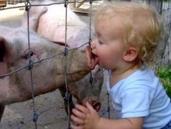 swine flu pig kissing